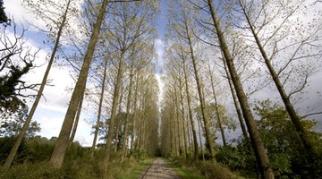 Poplars lining a road.