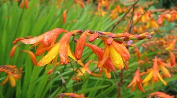 The crocosmia was formerly called tritonia.