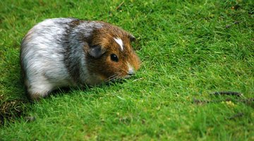 Pet guinea pig