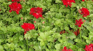 Healthy pelargoniums as a bedding plant