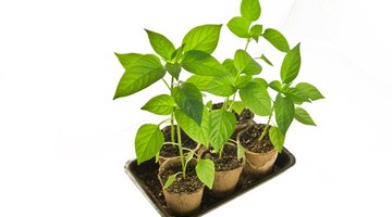 One Form of Potting Cells: Use Available Resources