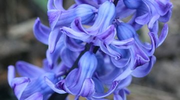 The characteristic scent of hyacinth comes from an aromatic compound called hyacinthin.