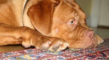 Your pet deserves great a good vet.