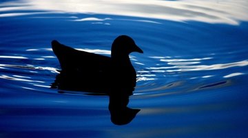 Circles ripple around the duck