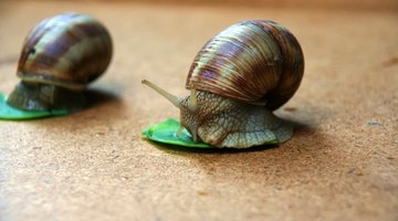 Snails can be helpful as they eat algae. 