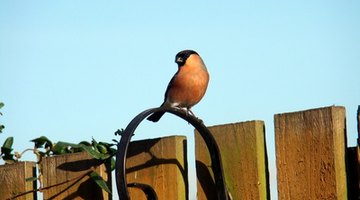 Inability or unwillingness to perch is a sick bird symptom.