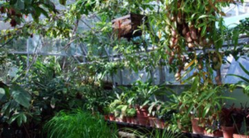 Greenhouses with high humidity and trellis supports are ideal.