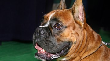 Boxers are prone to histiocytoma.