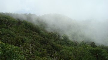 Cloud forests are distinguished by misty clouds lingering in forest's canopy.