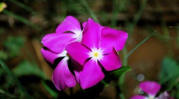 Do not use flowering vinca stems.