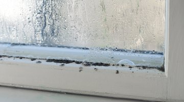 Mildew on a windowsill.