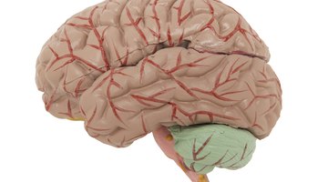 What the Different Parts of the Brain Do? | Healthfully