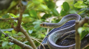 A snake climbing a tree.