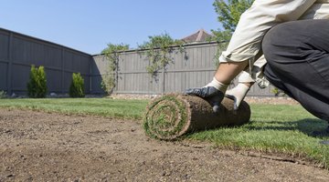 Cut a section of sod slightly larger than the burrow opening with a spade.