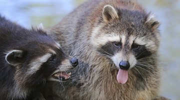 two raccoons