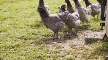 Off season fowl grazing may help to prevent blueberry maggots.