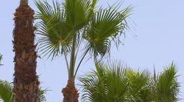 Do not overprune palm frond canopies.