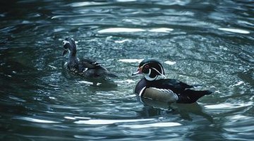 Wood ducks have intricate patterns as adults.