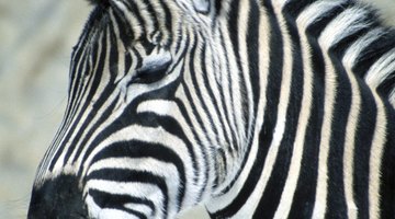 Striped and sozzled