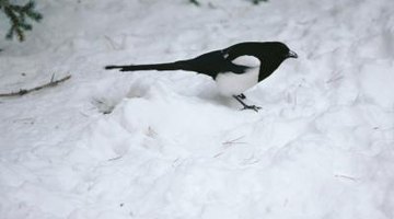 Magpies can survive in cold climates.