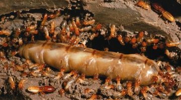 Termite larvae quickly develop into swarms of adult termites.