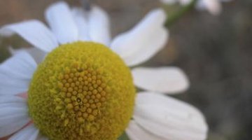Chamomile flowers are sometimes confused with daisies.