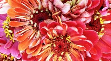 Variegated colours of dahlias provide garden interest.