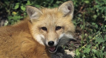 Check the trap for foxes