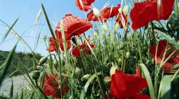 Poppies have hairs on the stems that can kill slugs.