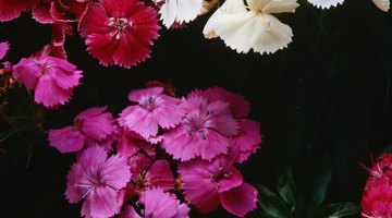 Dianthus resembles its cousin, the carnation.