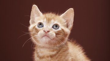 Cats and kittens living wild are not free, they are in danger and in need of rescue.