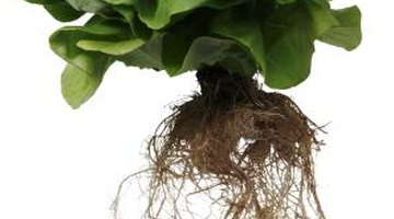Tubers provide plants the same services as normal roots.