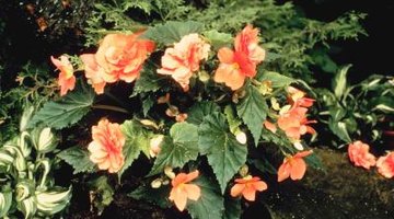 Plant your begonia so the pointy leaves face the way you want the flowers to show.