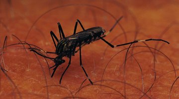 ¿Cómo deshacerse de viejas picaduras de mosquitos que dejan puntos negros?