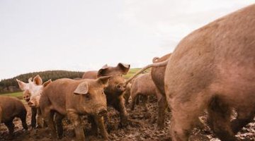 Jesus' Jewish audience considered pigs to be unclean.