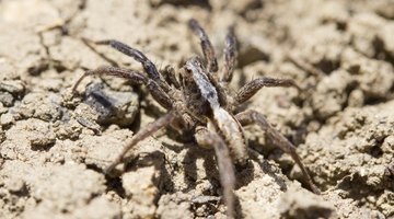 Spider in the soil.