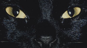 Black Cat close up