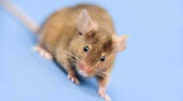 Freeze the caught mice