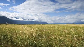 Grass is the base of most landscapes.