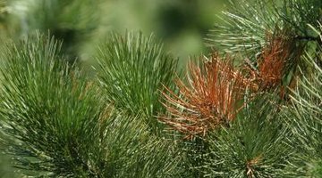 Pine needles are arranged in a manner unique among conifers.