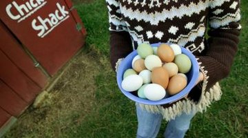 Chickens allow you to easily gather their eggs.