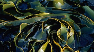 ¿Qué hacen las pastillas de kelp por el cuerpo?
