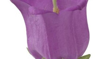 The nettle-leaved bellflower has bluish-violet bell-shaped flowers and nettle-like leaves.