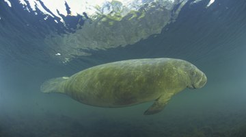 Wildlife