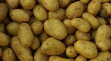 Potatoes provide a high energy food resource for cultures around the world.