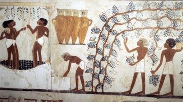 Egyptians harvest grapes to eat and to dry as raisins.