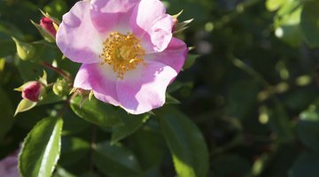 Close-up of pink rugosa rose