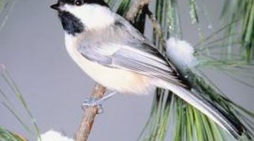 Pine cone seeds are an important food source for black-capped chickadees.