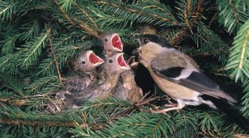 Finches are seed-eating songbirds, several of which eat pine cone seeds.