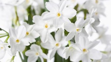 Most narcissus flowers are white or yellow.